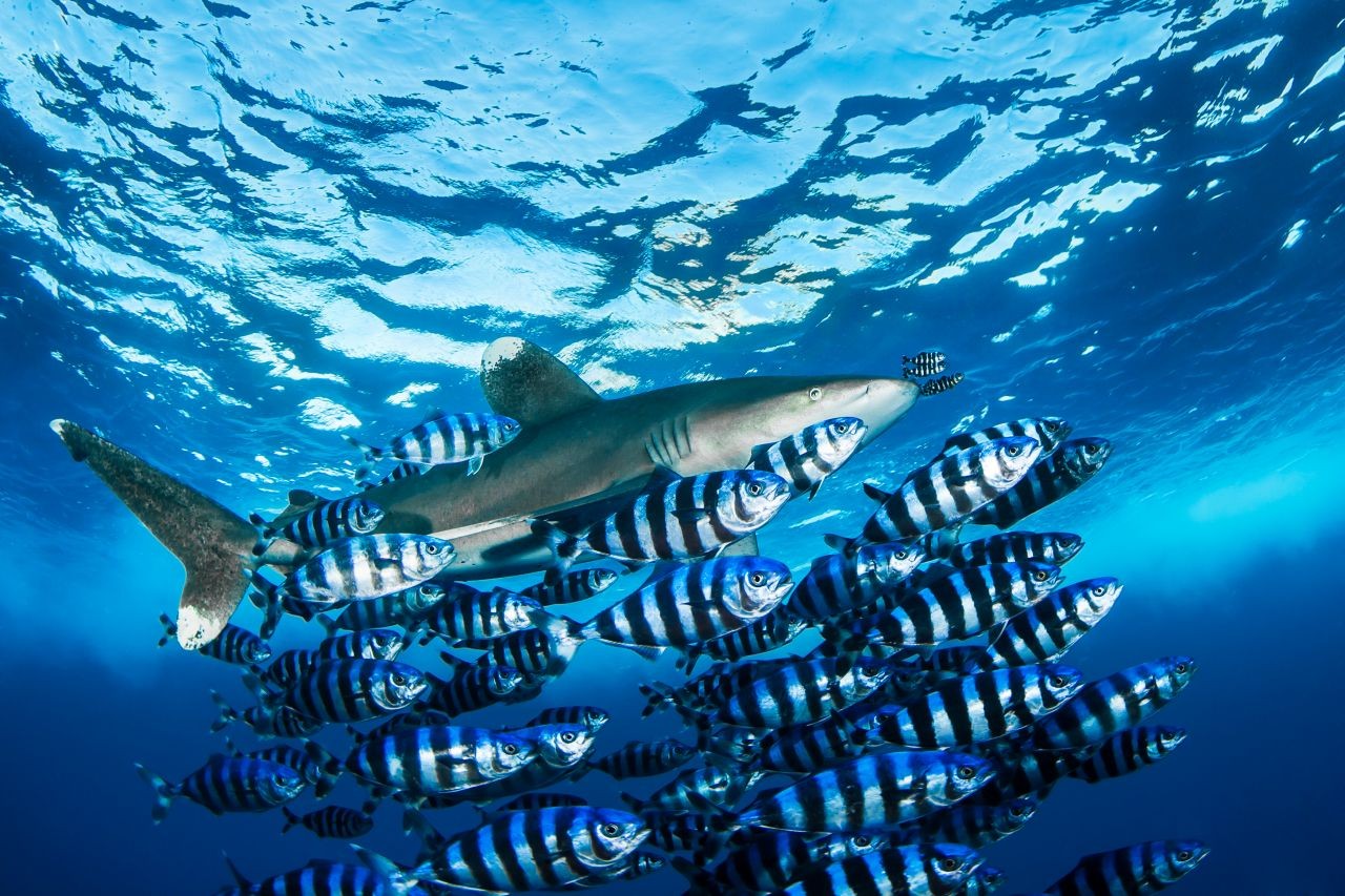 Carcharinus Longimanus - Oceanic Whitetip Shark